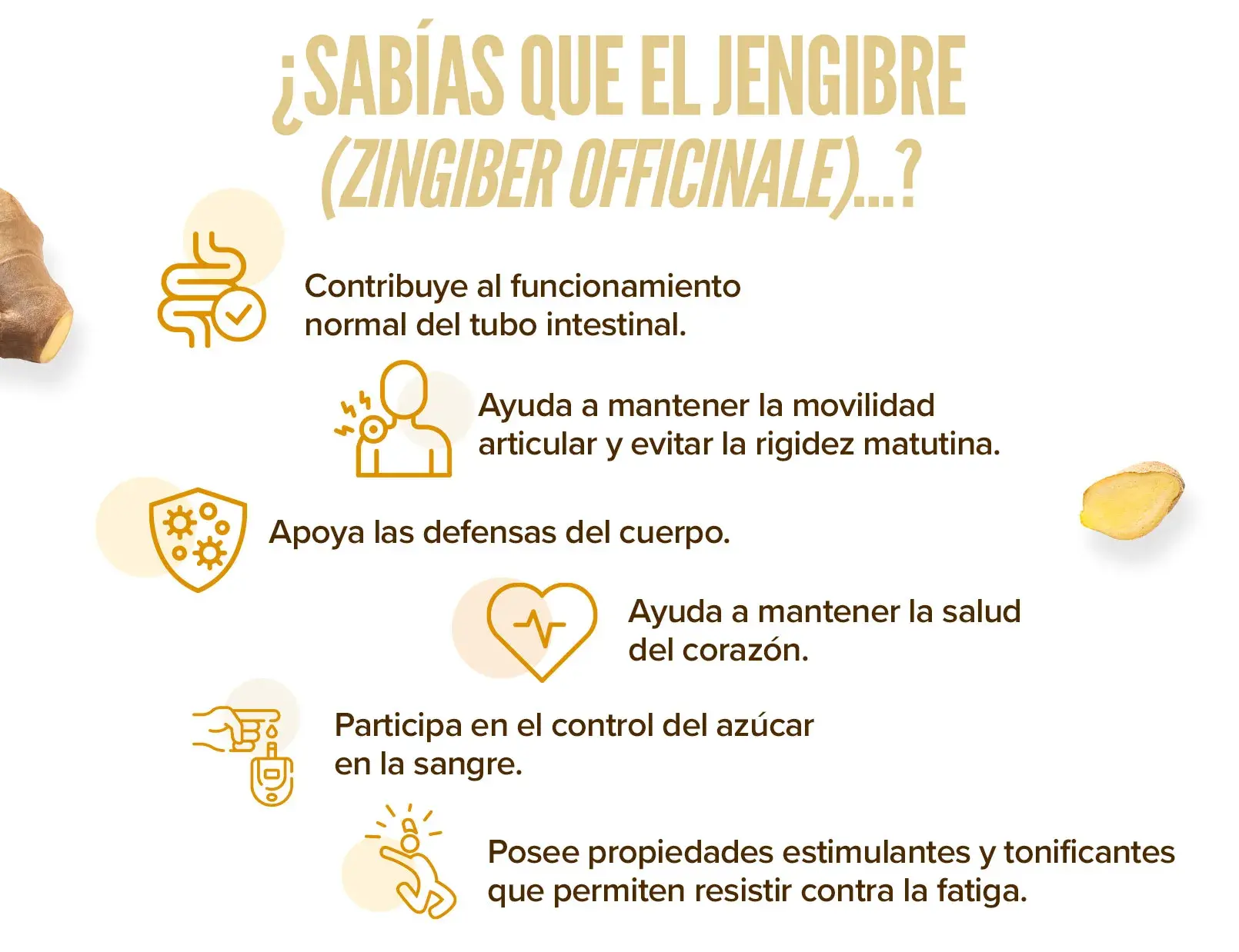 Fplus 2 Extracto Jengibre