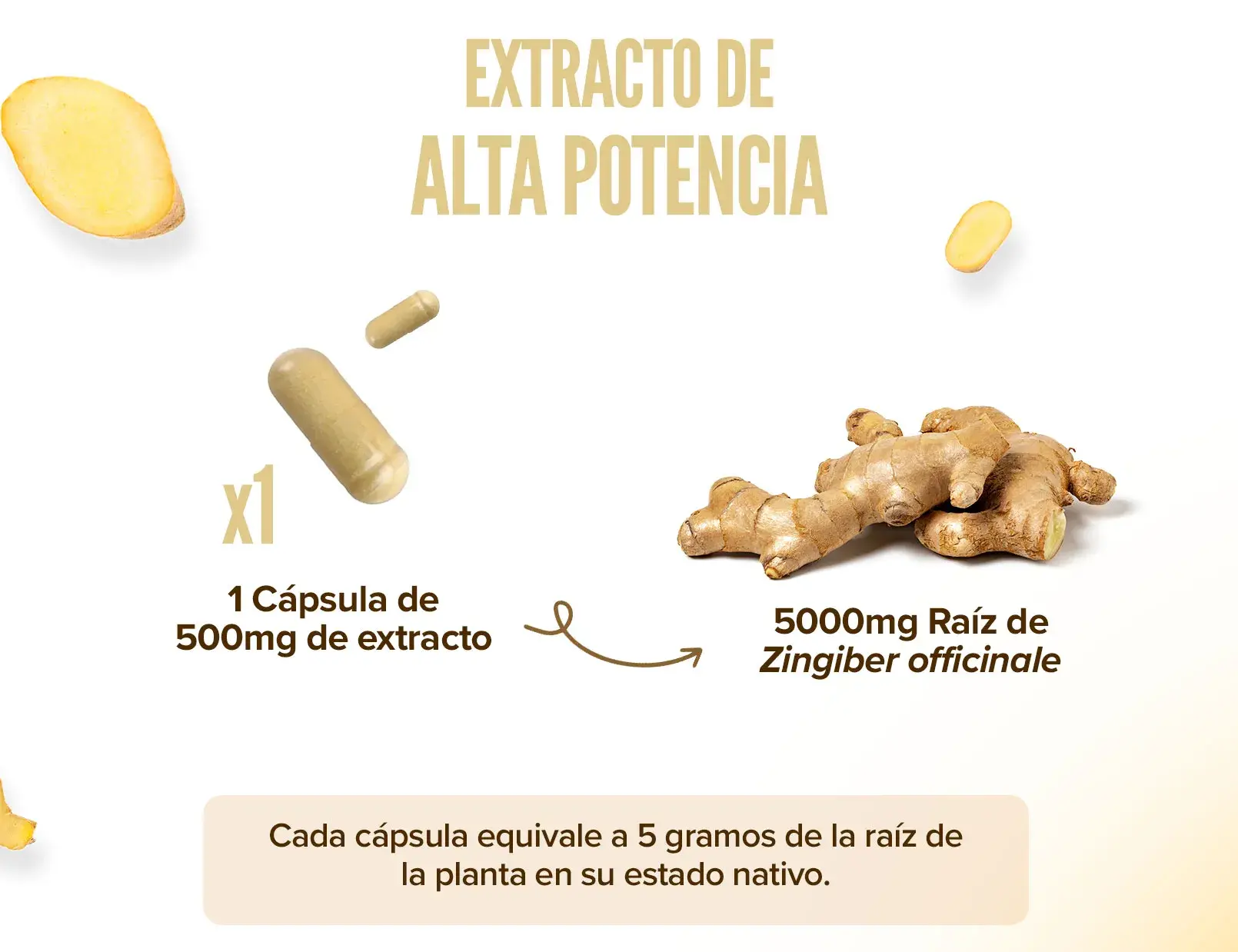 Fplus 3 Extracto Jengibre