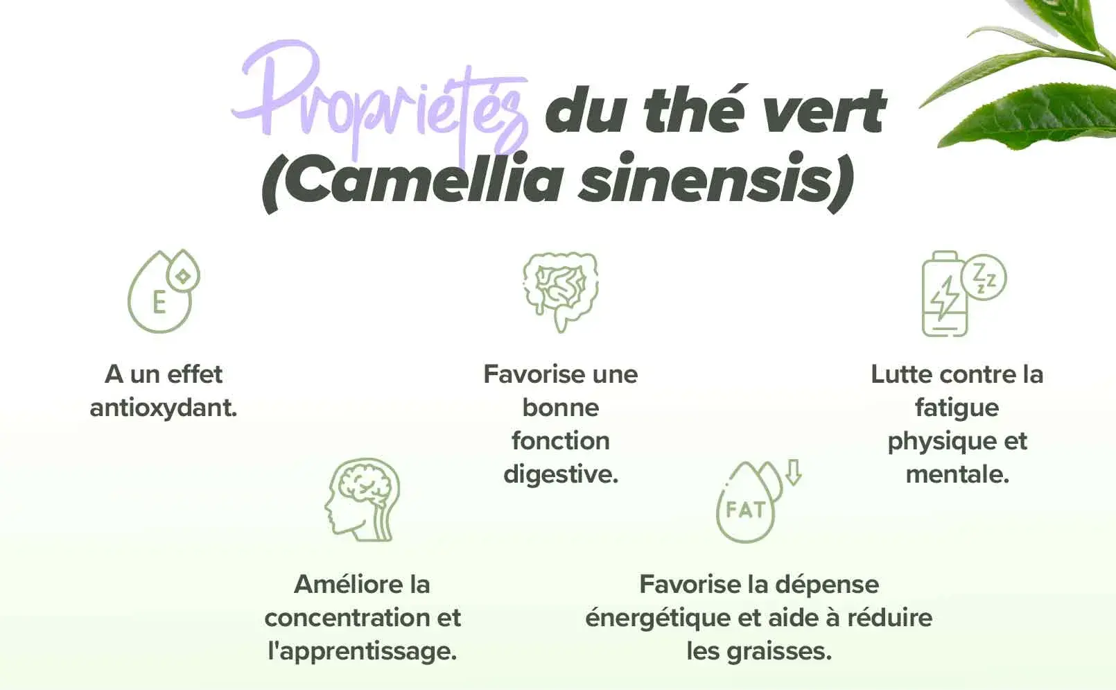 Fplus 4 Té verde