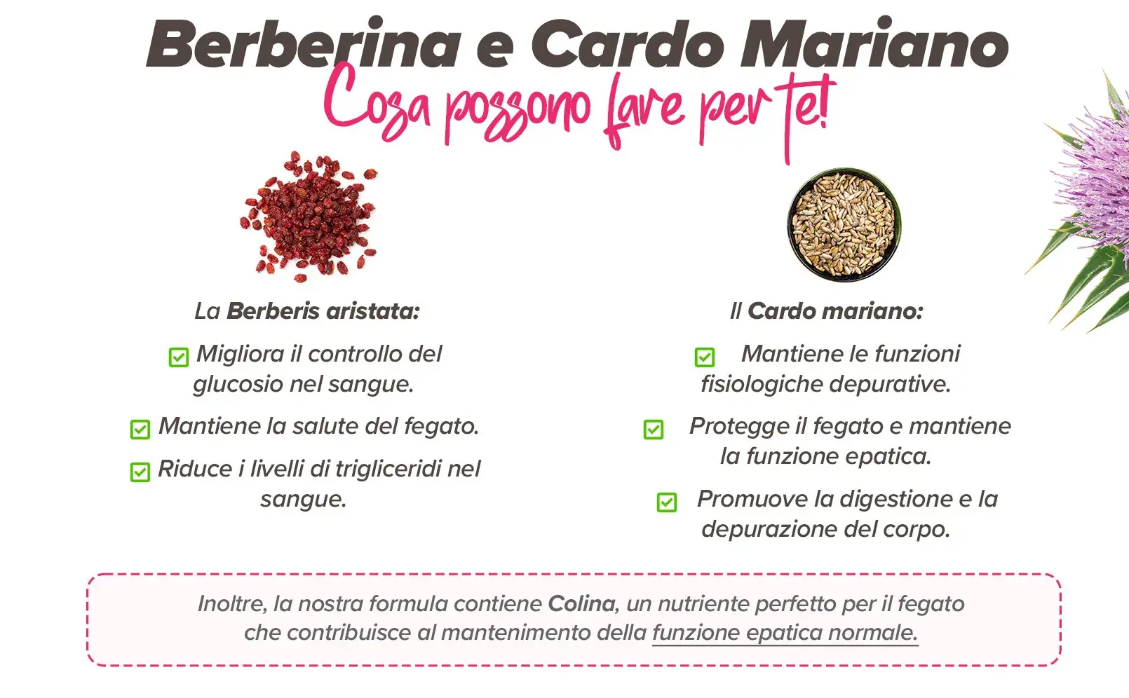 Fplus 2 Berberina & Silimarina