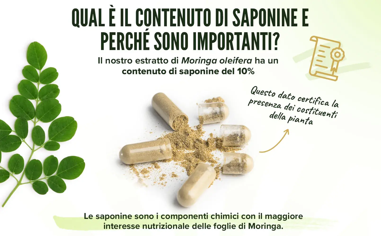 Fplus 5 moringa extract