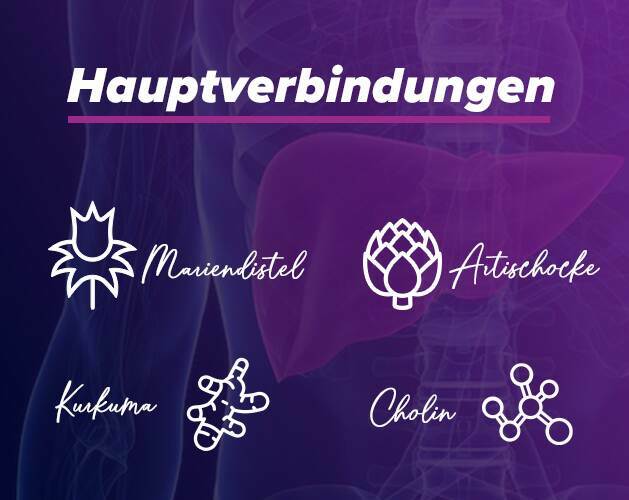 Eigenschaften von natürlichen Leberschutzmittel