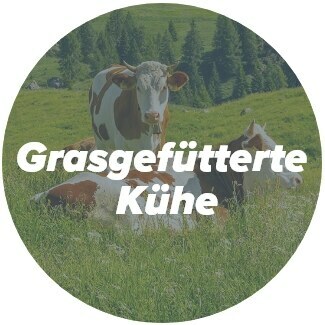 Grasgefütterte Kühe