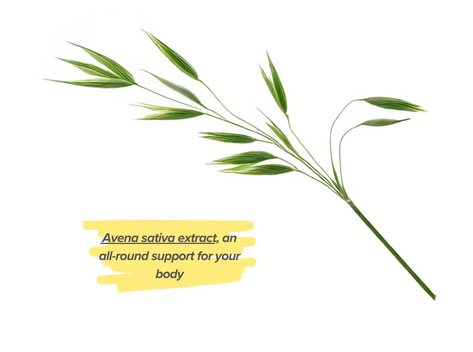 Effects Sativa Oat