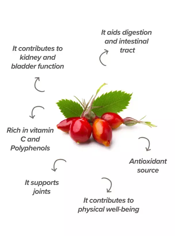 What is the function of rosehip for the body?  