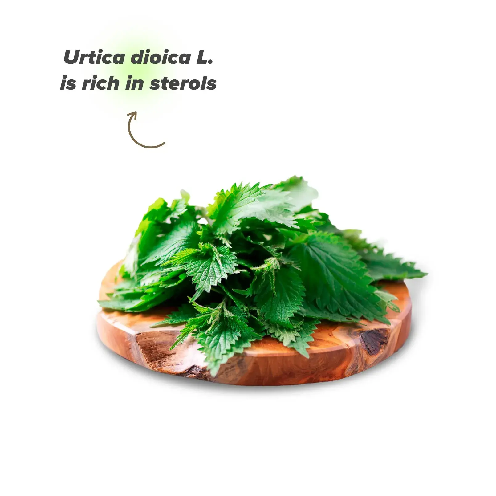 Health Benefits of Nettle