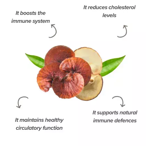 Reishi Effects