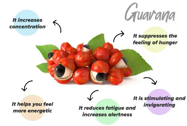 Functions of guarana