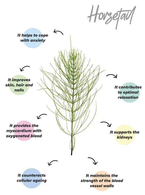 Horsetail functions