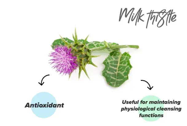 Milk thistle extract