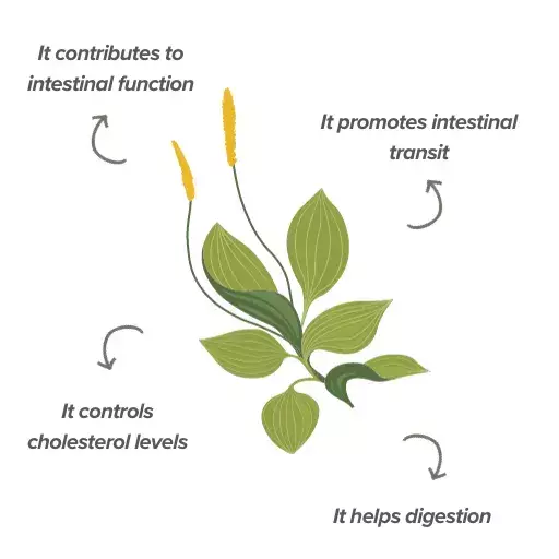 Functions of psyllium husk