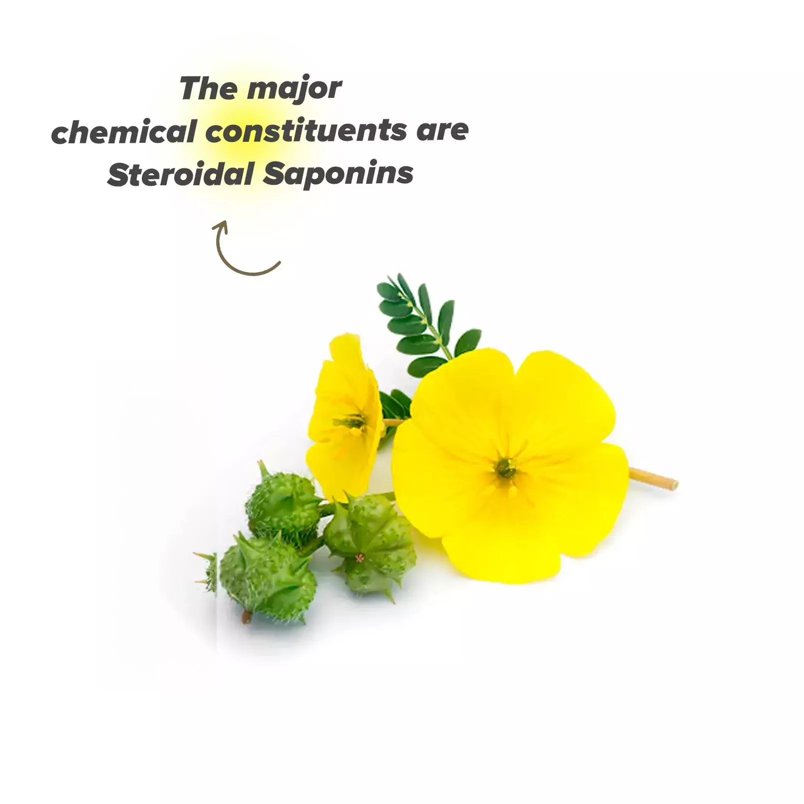 Planta de Tribulus