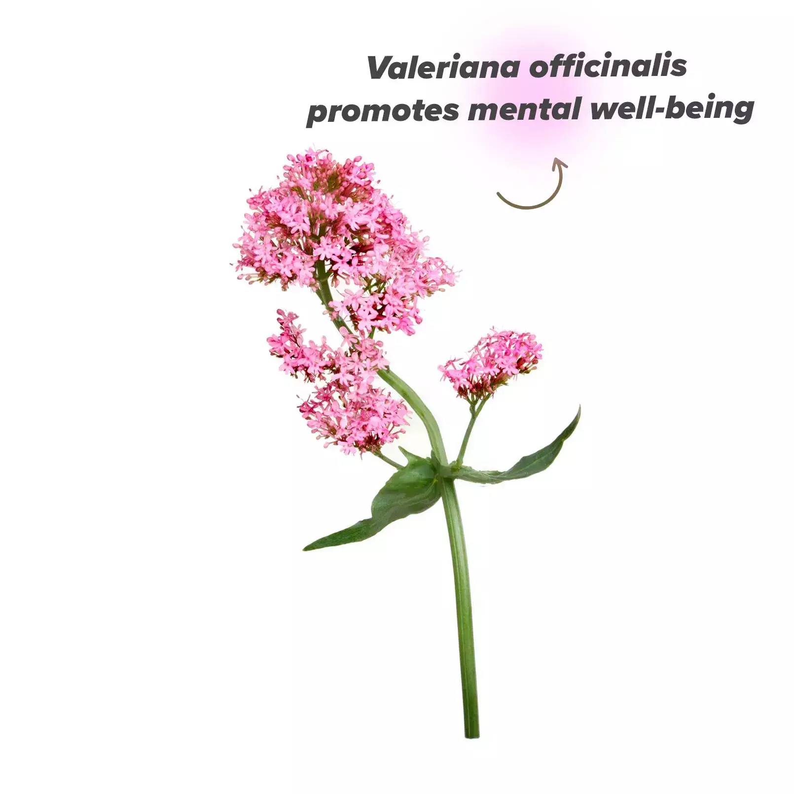 Planta de valeriana