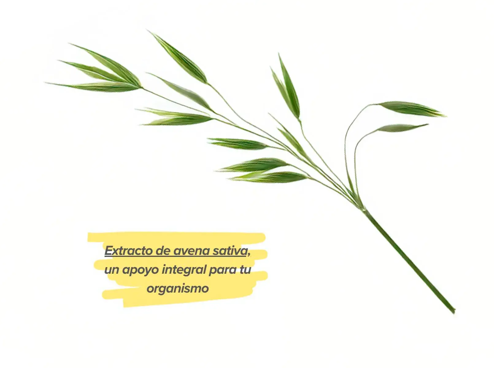 Avena sativa Avena sativa