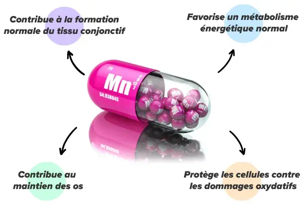 Manganèse dans l'organisme