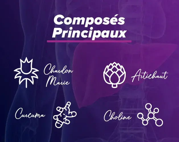 Propriétés protecteurs hépatiques