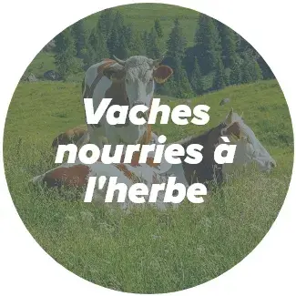 vaches nourries à l'herbe