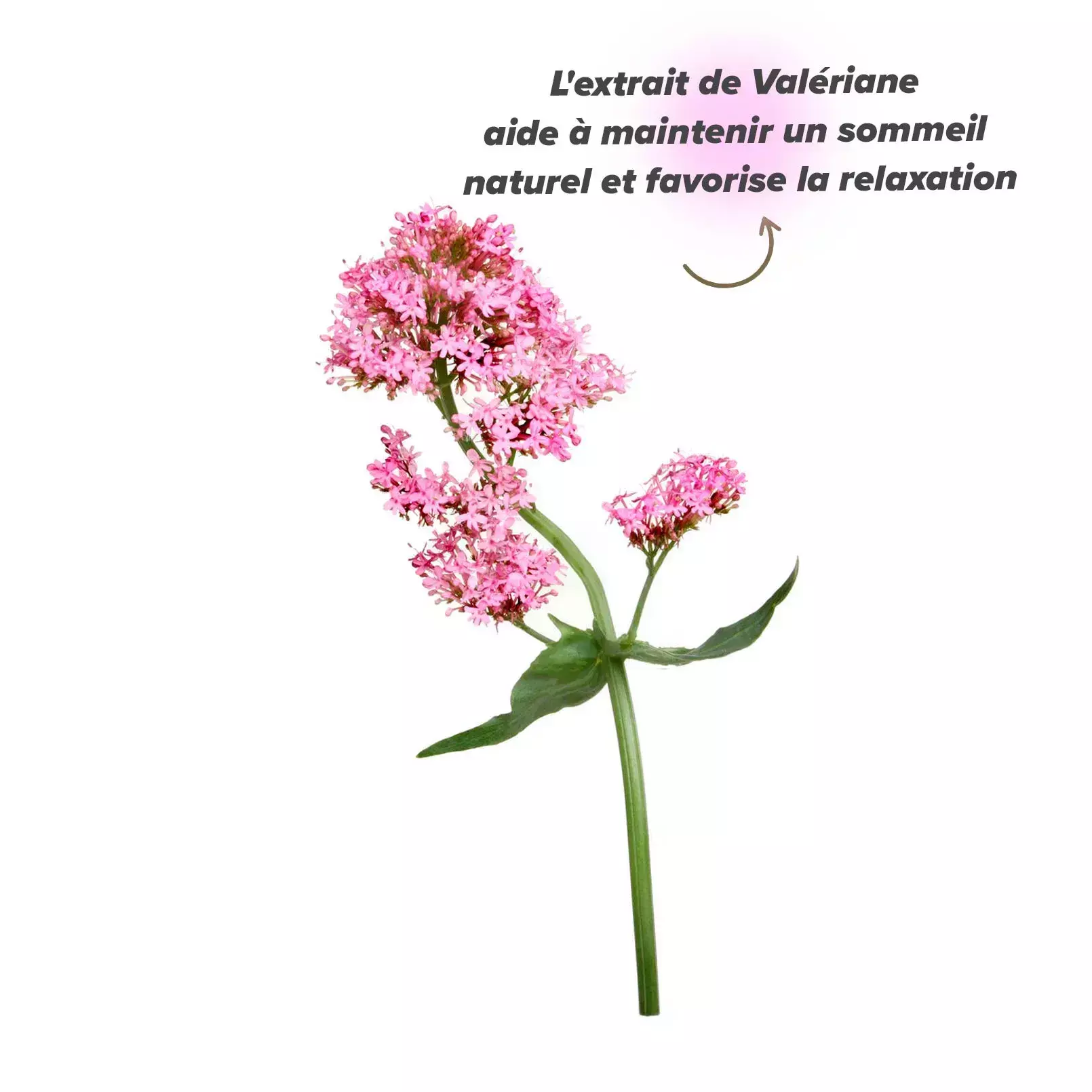 Effets de la valériane