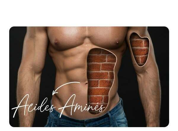 Types d'acides aminés en HSN