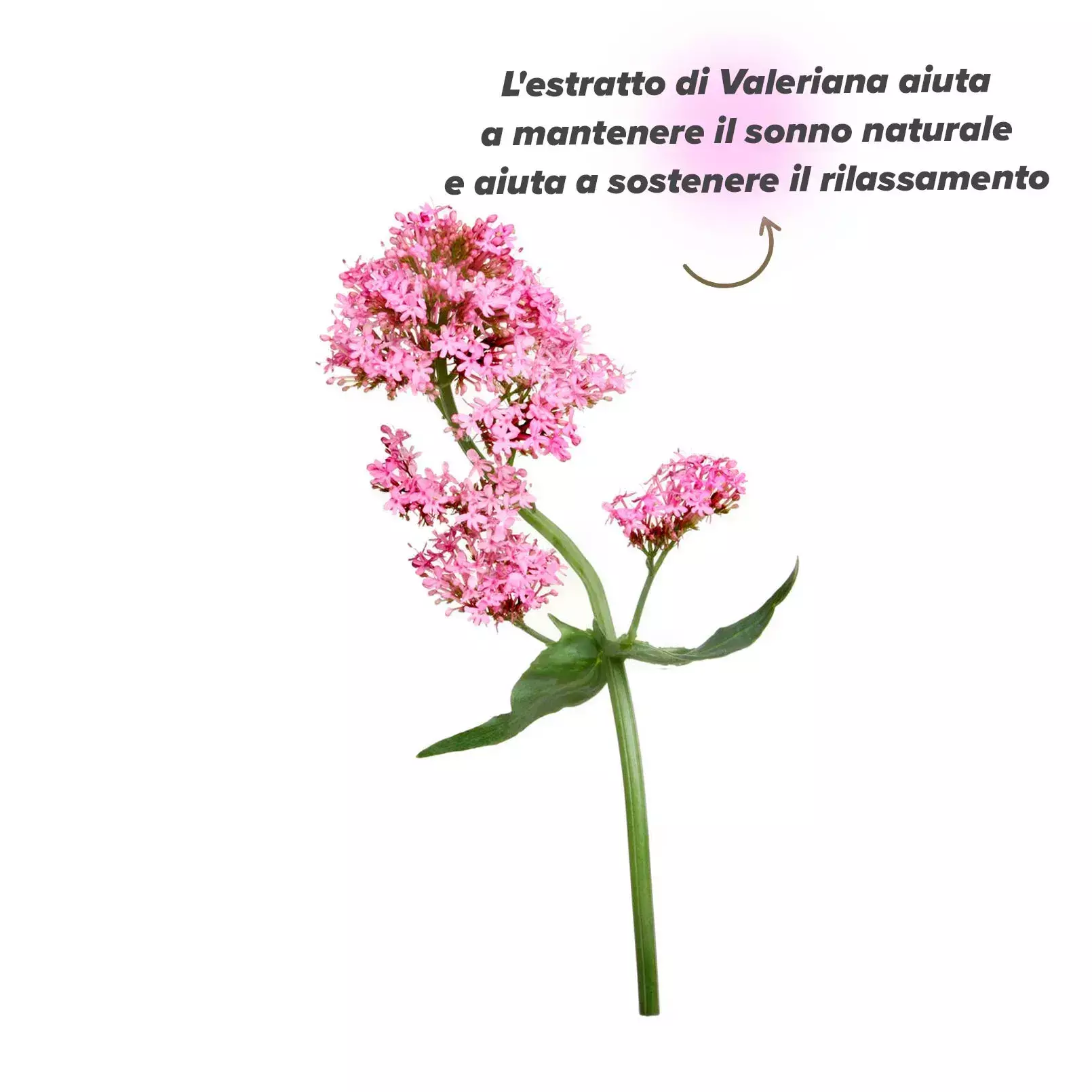 Planta de valeriana