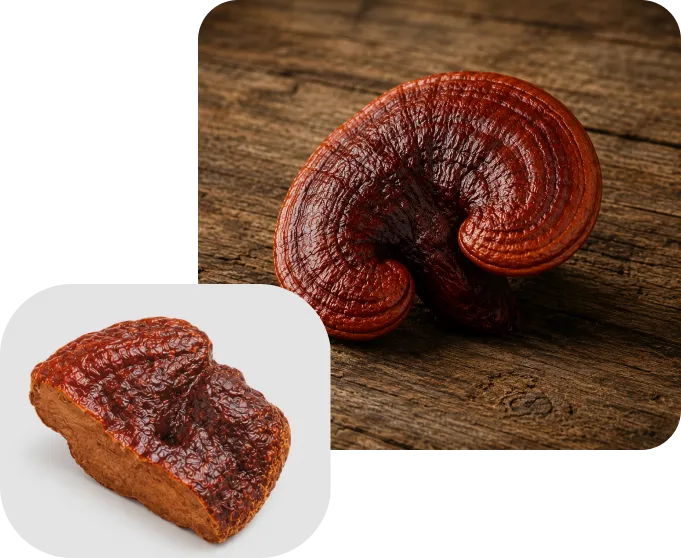 Extracto de Reishi Extracto de Reishi