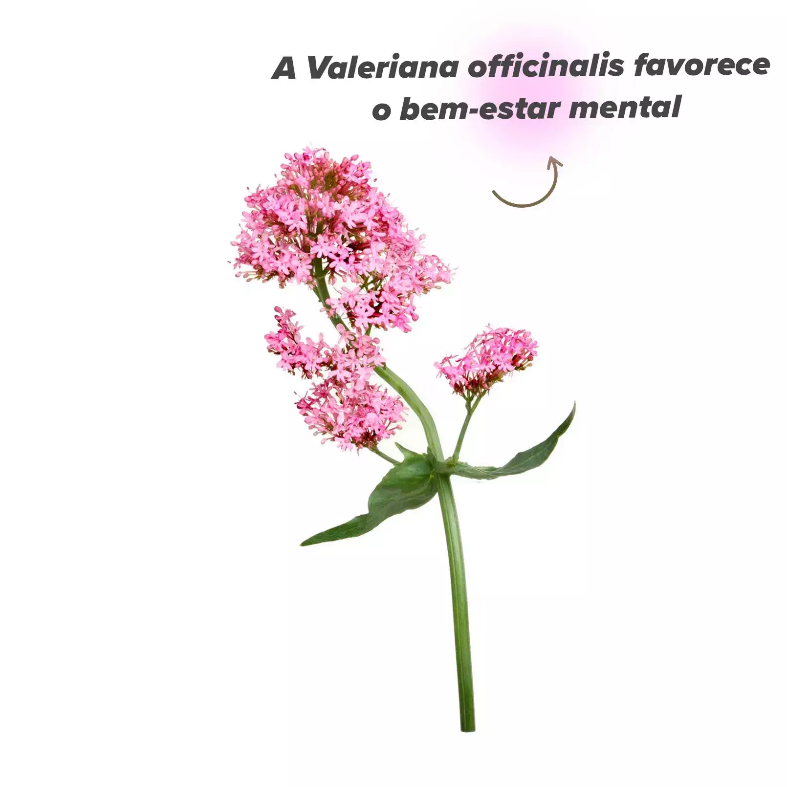 Planta valeriana
