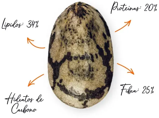 Características da chia