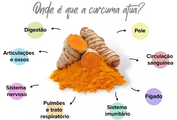 O que é que a curcuma fornece ao organismo?