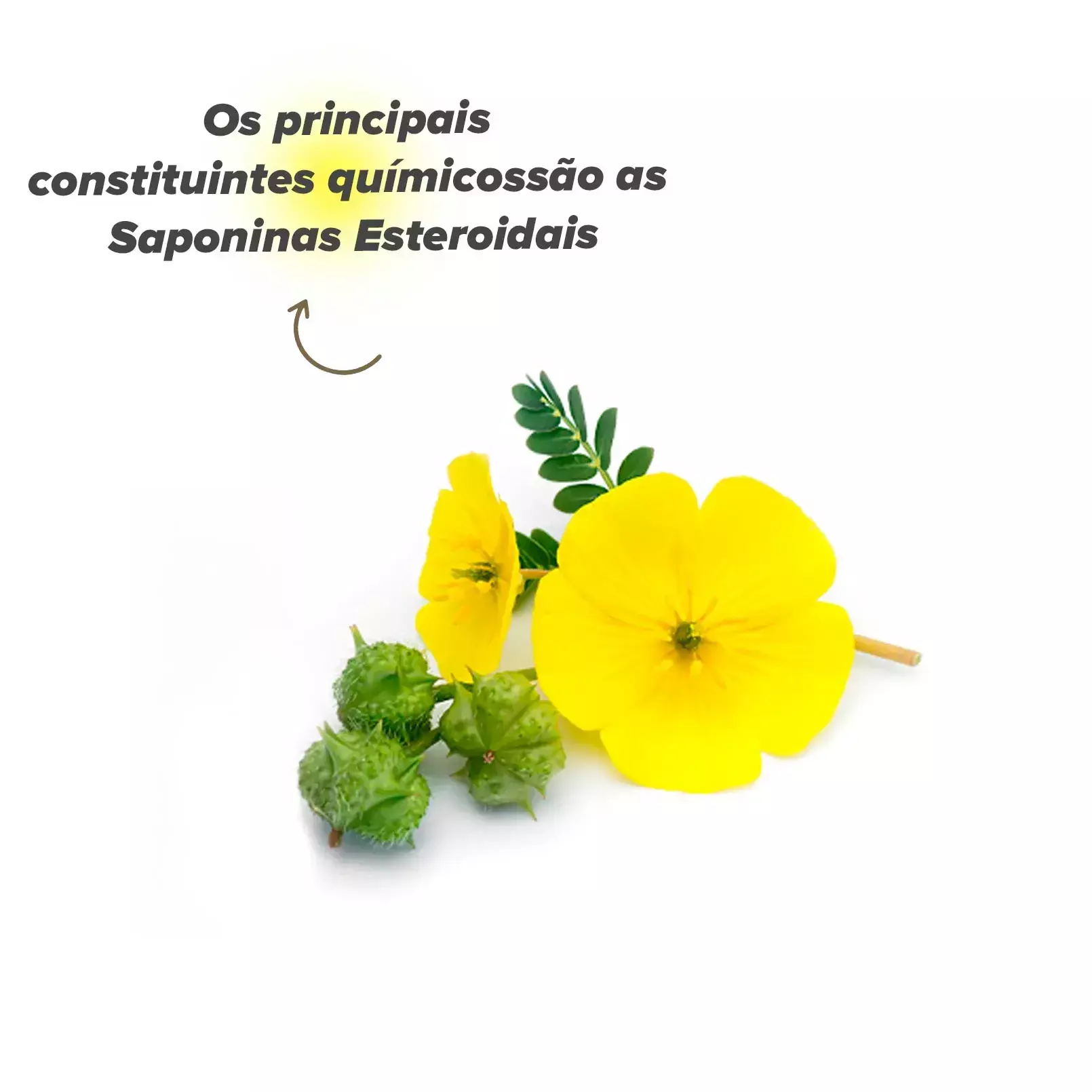 tribulus terrestris na saúde e no bem-estar