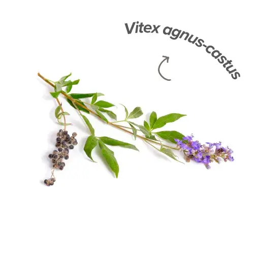 Vitex to the body