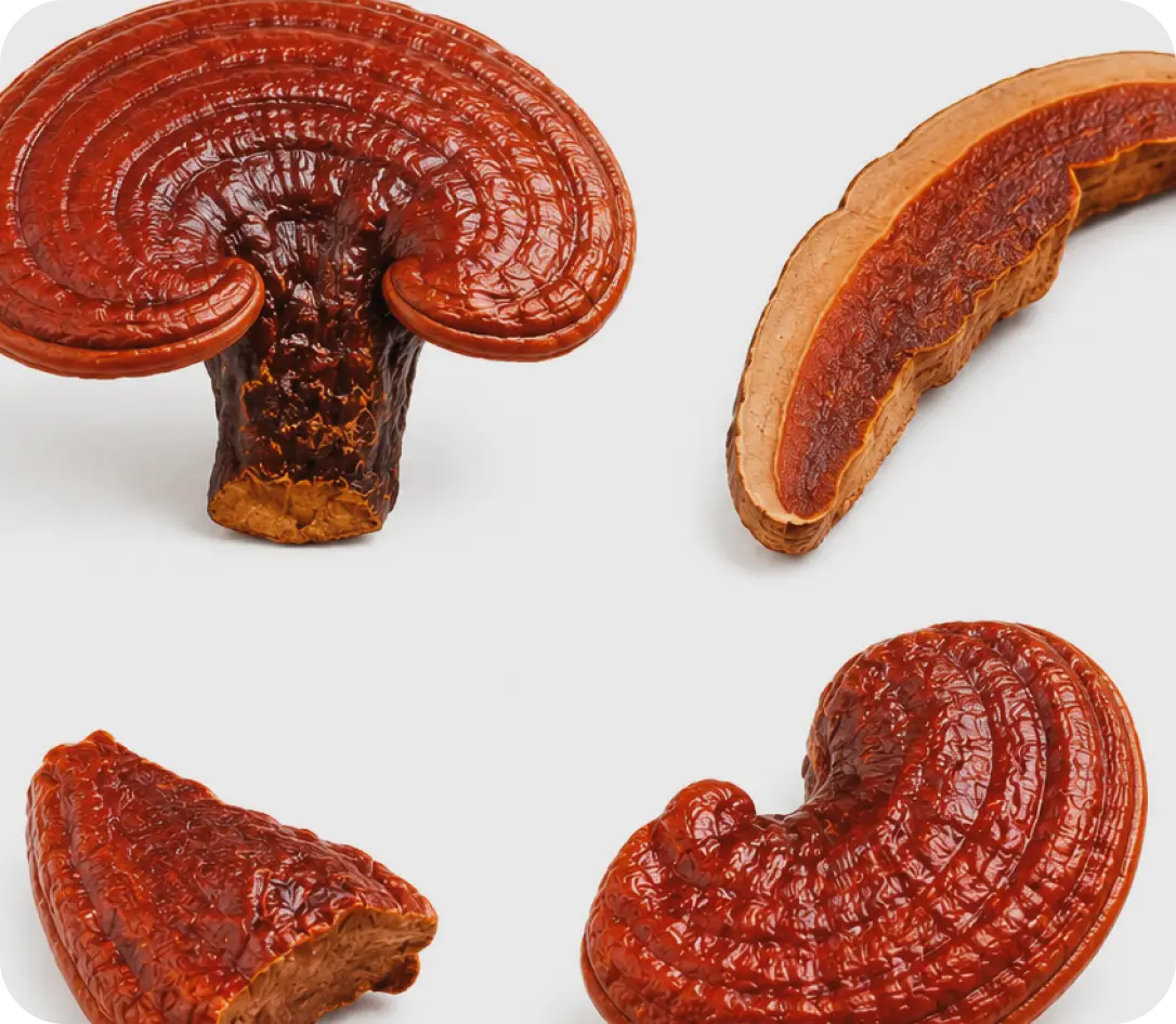 Extracto de reishi de gran concentración