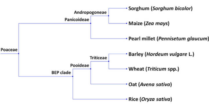 Tableau Arbre Phylogénétique Avoine Sans Gluten