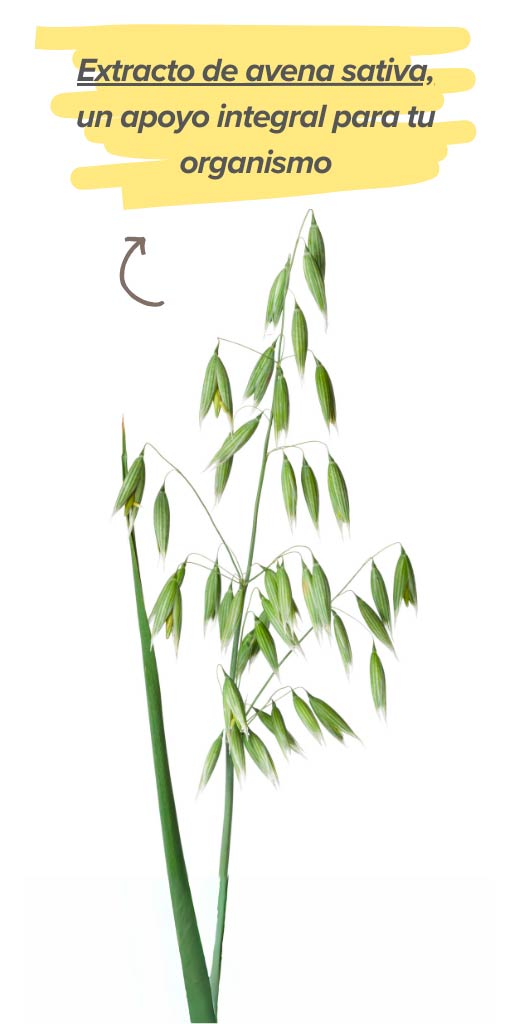 Efectos de la avena sativa en la salud