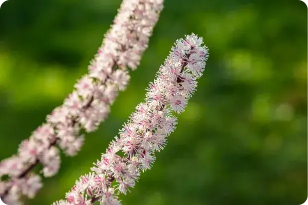 Cohosh au meilleur prix