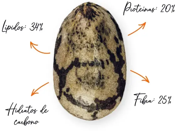 Caracteristicas chia