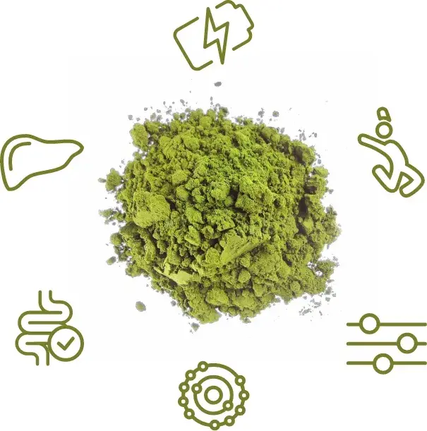 A cosa serve l’alga chlorella
