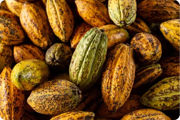 Cacao per la salute dell'organismo
