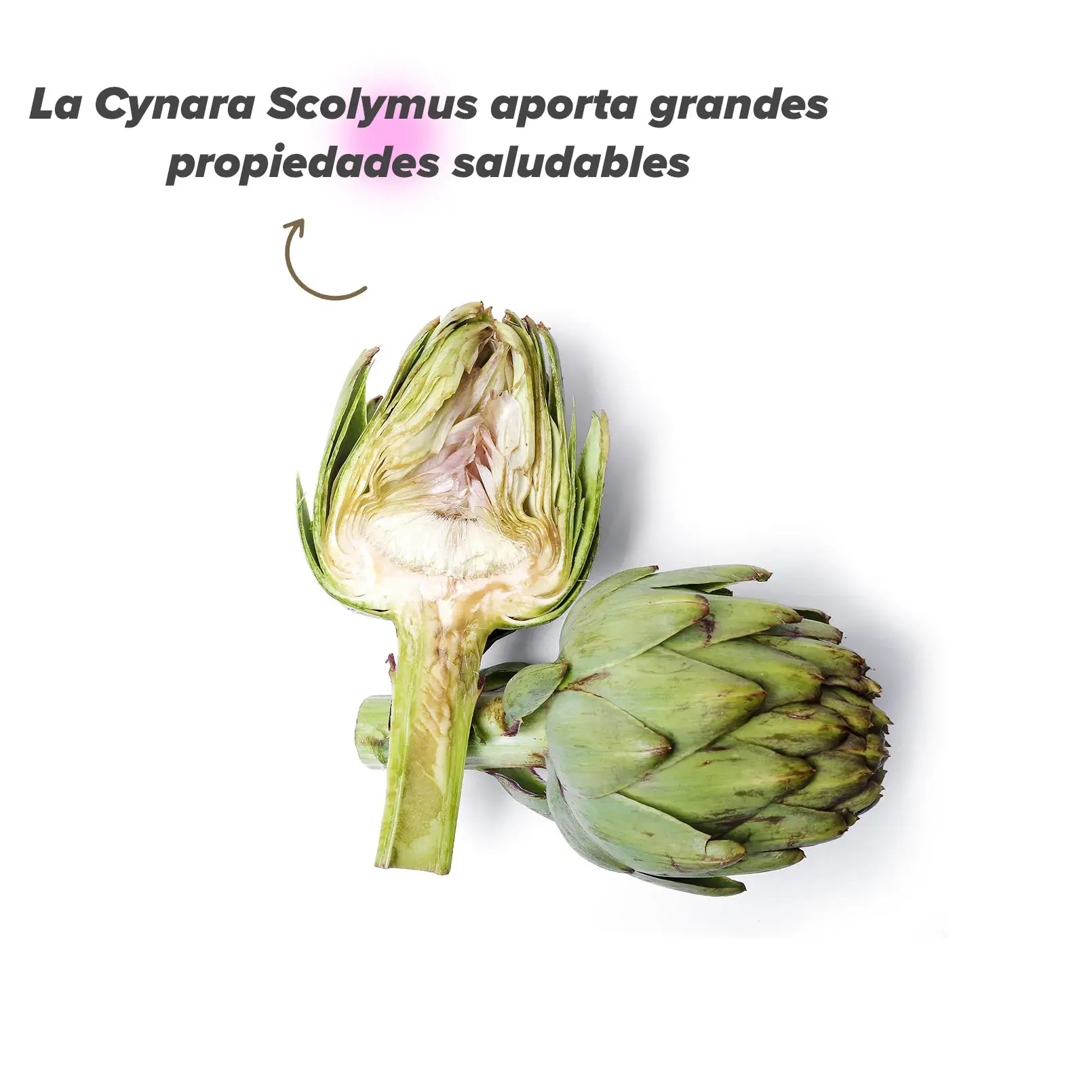 Cynara Scolymus