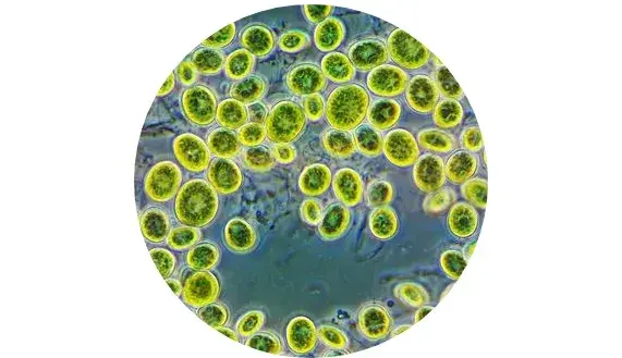 Spinta di energia alle cellule