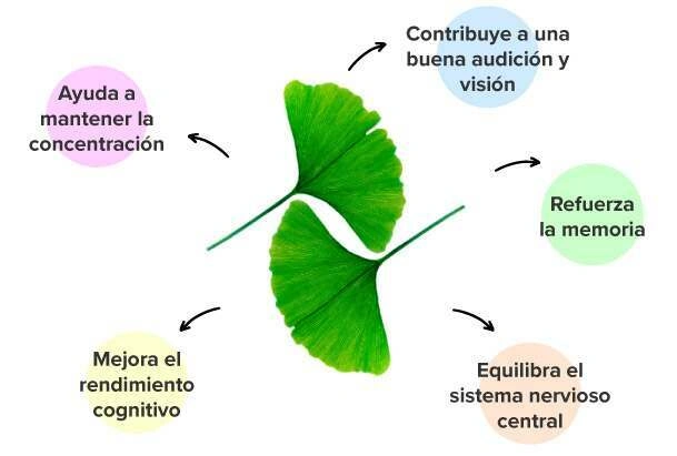 &iquest;Qu&eacute; aportan las pastillas de ginkgo biloba al organismo?