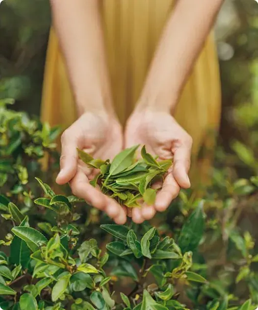 Funciones del T&eacute; Verde en la salud