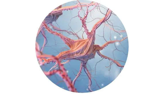 Sistema nervioso normal