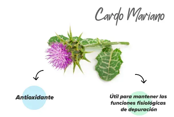 Extracto de cardo mariano