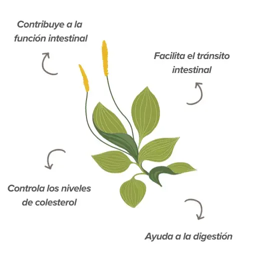 Funciones del psyllium husk