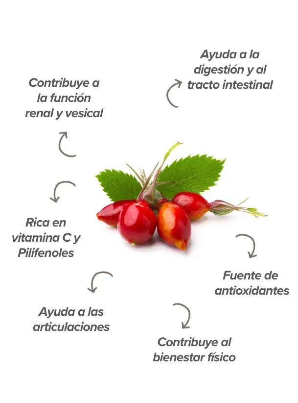 Funciones de la rosa mosqueta