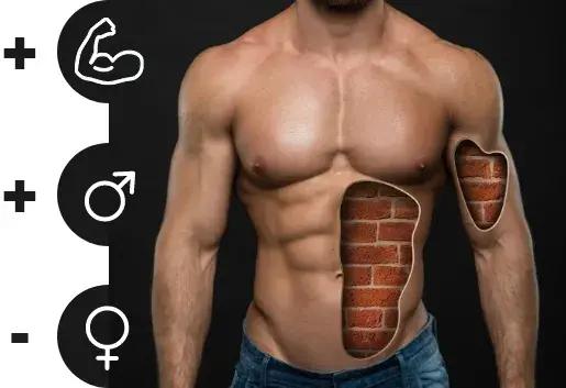 Fonctions de la testostérone