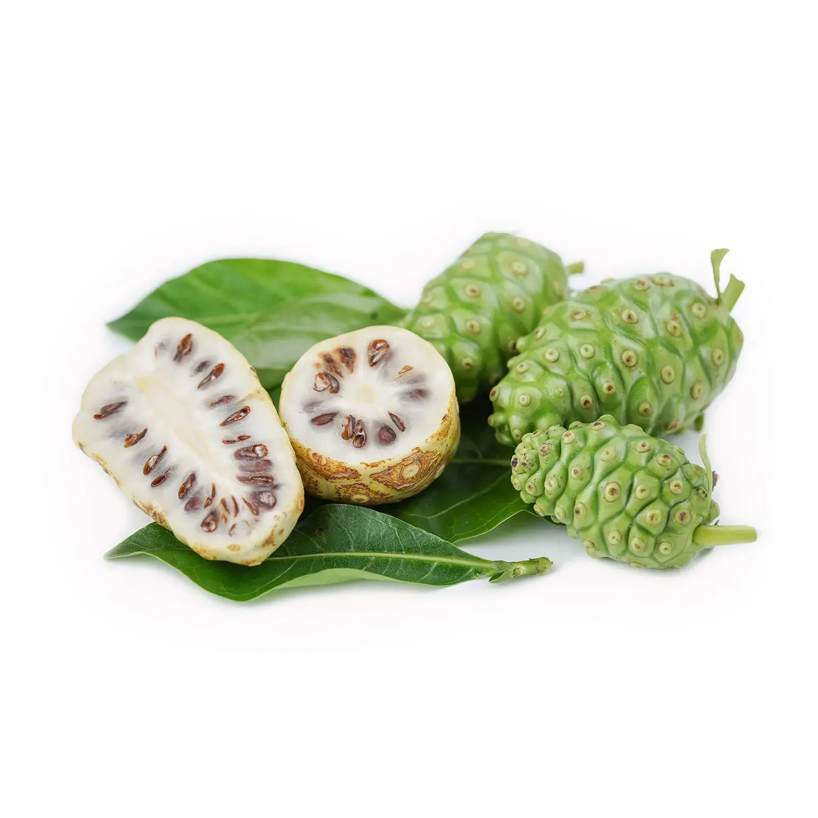 Noni plant Noni plant