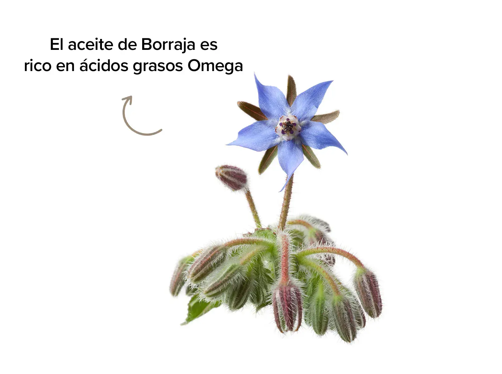 Planta borraja