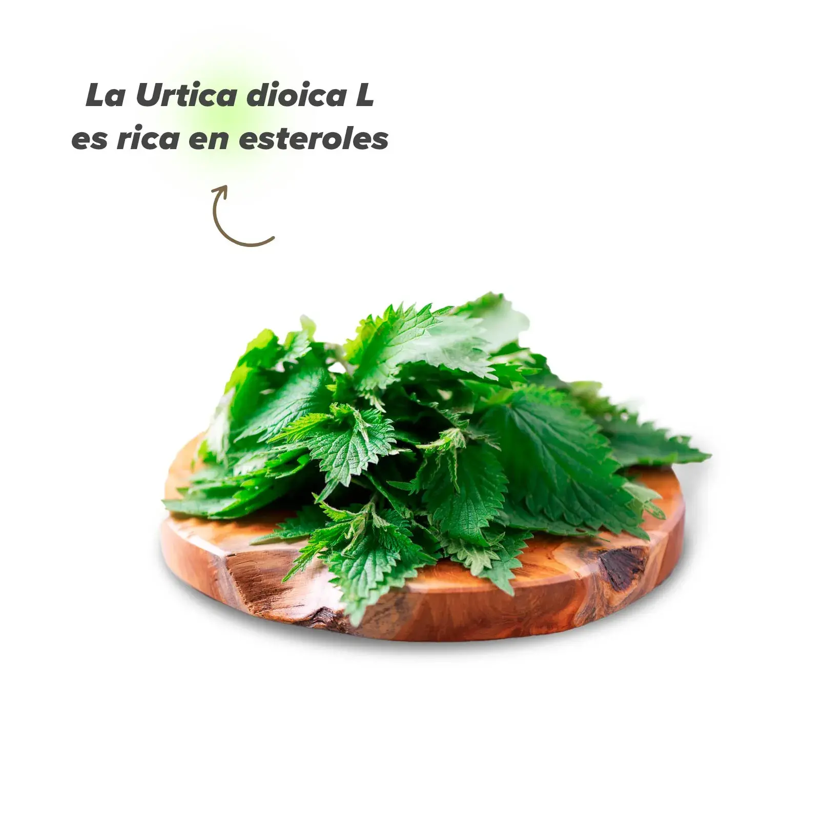 Planta de Ortiga