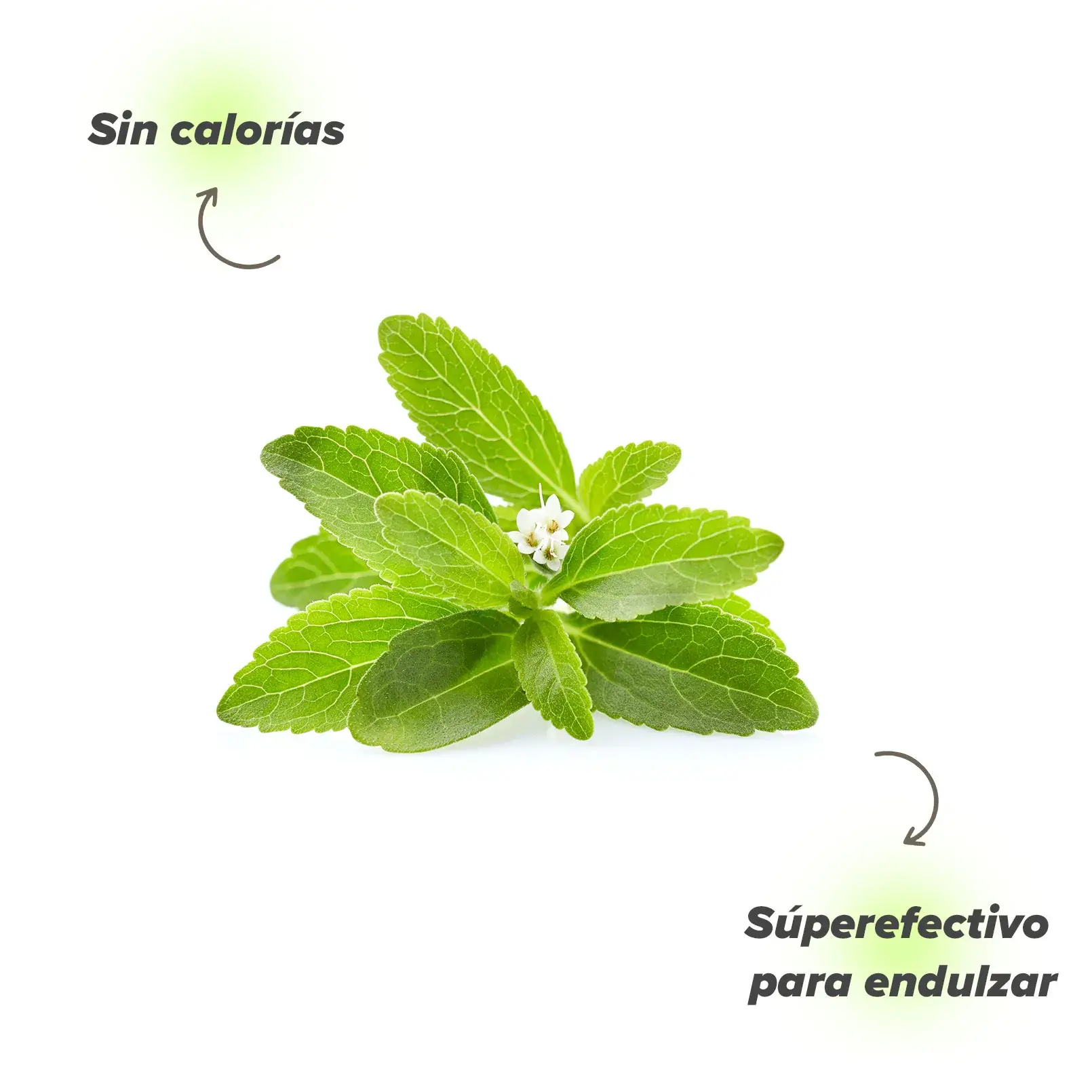 Planta Stevia